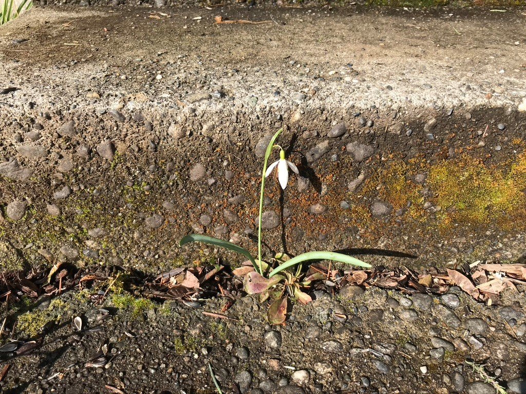 “Another miracle of the living world: A snowdrop blooms in a crack at the bottom of the front steps.”